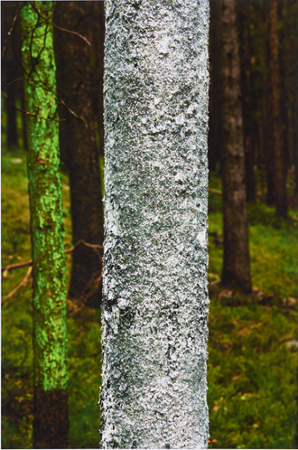 Tree Line (silver with green)