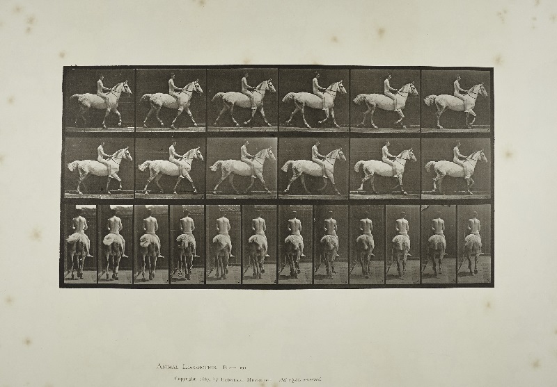 Plate No. 602 from Animal Locomotion